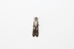 Blastodacna atra