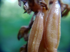 Macrosiphum corallorhizae