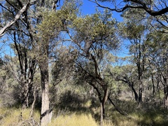 Capparis micracantha