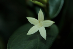 Cyclophyllum