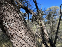 Capparis micracantha