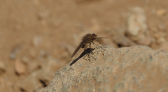 Triploechus heteronevrus