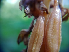 Macrosiphum corallorhizae