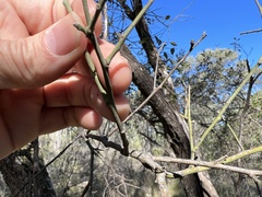 Capparis micracantha
