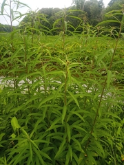 Amaranthus cannabinus