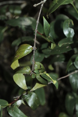 Cyclophyllum