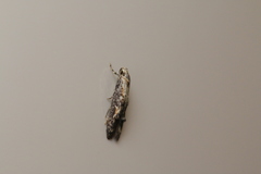 Blastodacna atra