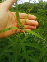 Amaranthus cannabinus