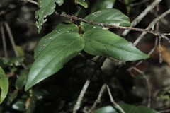 Cyclophyllum