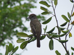 Myiarchus yucatanensis