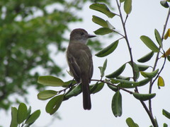 Myiarchus yucatanensis