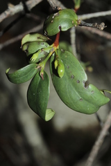 Cyclophyllum