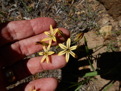 Triteleia dudleyi