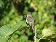 Myiarchus yucatanensis