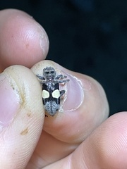 Enoclerus bimaculatus