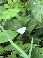 Pieris oleracea