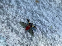 Enoclerus bimaculatus