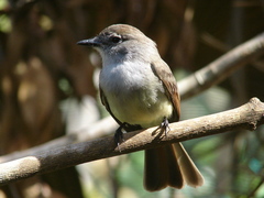 Myiarchus yucatanensis