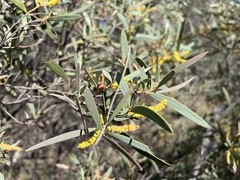 Acacia catenulata