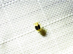 Syndelphax pseudoseminigra