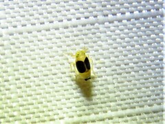 Syndelphax pseudoseminigra