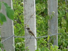 Myiarchus yucatanensis