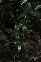 Cyclophyllum