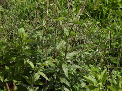 Acalypha monostachya