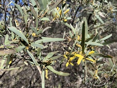 Acacia catenulata