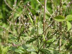 Acalypha monostachya
