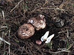 Agaricus fuscovelatus