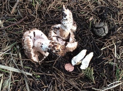 Agaricus fuscovelatus