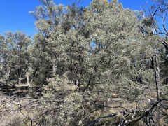 Acacia catenulata