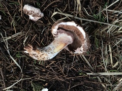 Agaricus fuscovelatus