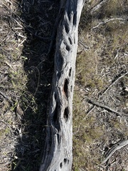 Acacia catenulata