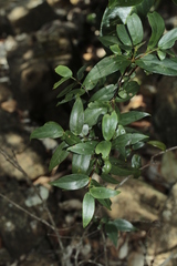 Cyclophyllum