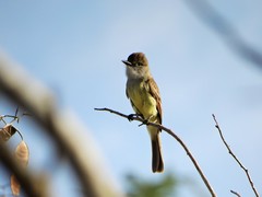 Myiarchus yucatanensis