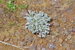 Eriogonum tenellum