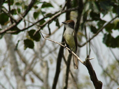 Myiarchus yucatanensis