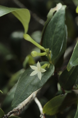 Cyclophyllum