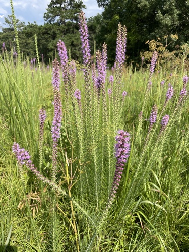 Liatris pycnostachya