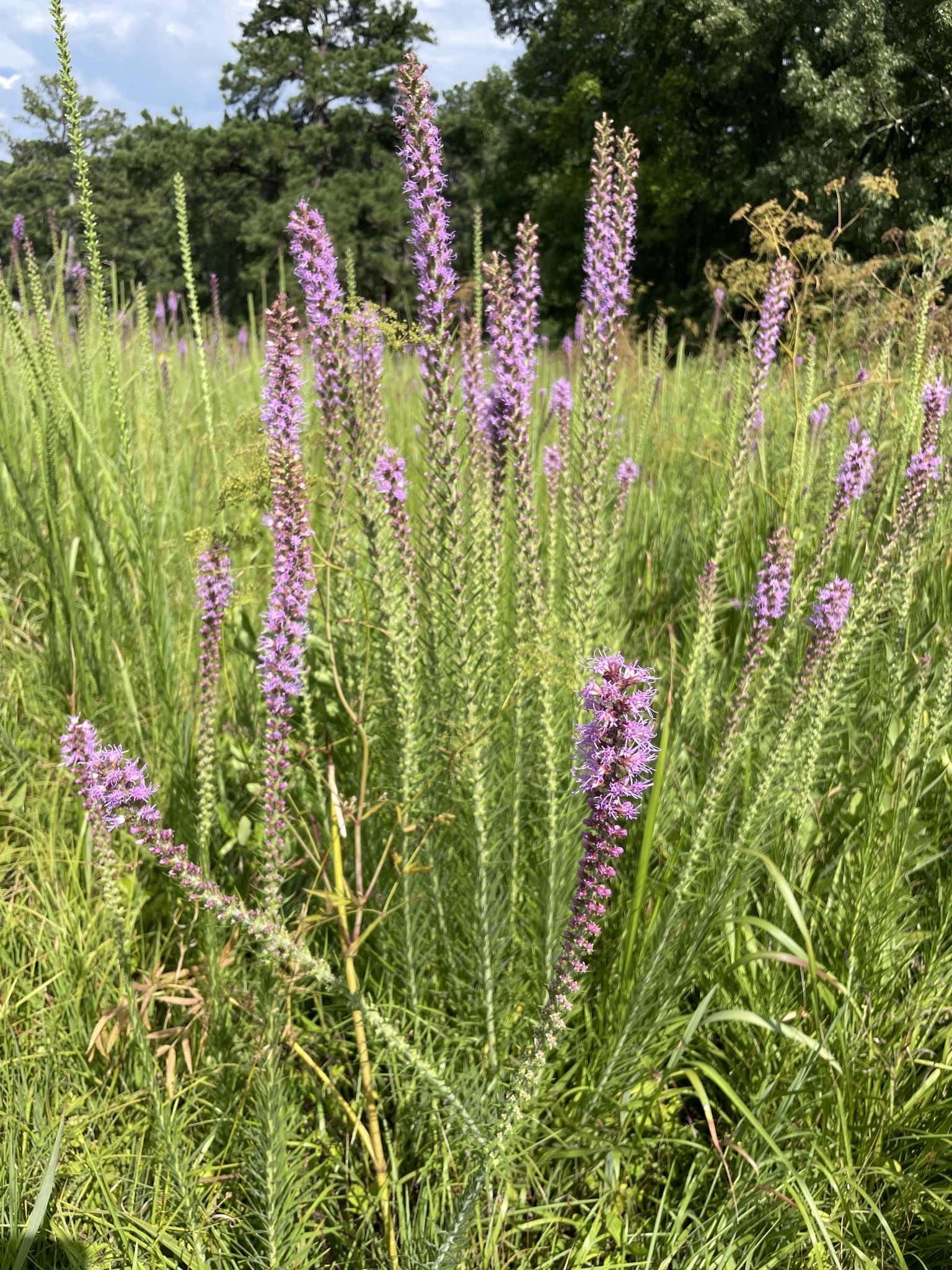Liatris pycnostachya var. lasiophylla