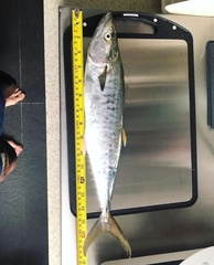 Scomberomorus commerson