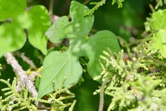 Ipomoea lindheimeri