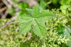 Ipomoea lindheimeri