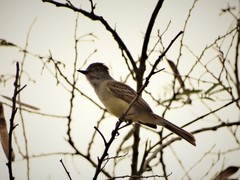 Myiarchus yucatanensis