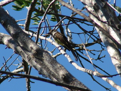 Myiarchus yucatanensis