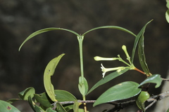 Cyclophyllum