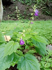 Salvia acerifolia