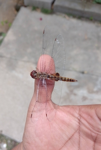 Spot-winged Glider (Pantala hymenaea)